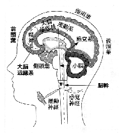 脳の構造図